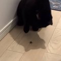 『カメムシに攻撃をしかけた猫』→もう1匹がニオイを嗅いでしまった結…