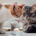 寒い時期こそ猫の『水分補給』に要注意！不足したときの3つの危険とは