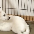 ネコが子犬を遊びに誘おうとして…犬を困惑させた『衝撃の行動』が115万再…