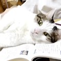 テスト勉強中のお兄ちゃん→ネコが教科書の上に乗って…絶対に無視でき…
