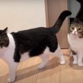 ママさんの帰宅がうれしすぎる親子猫ちゃん！