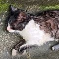雨の降る中、『排水溝で行き倒れていた猫』を救出…保護から『9ヶ月後…