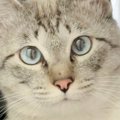 猫がうちに来て"約2週間"…ついに迎えた『感動の瞬間』が素敵す…