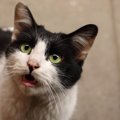 猫がおしゃべりになっているときに考えられる理由3つ　飼い主を猫だと思っ…