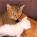 ミルクを欲しがりすぎて人の手を吸う子猫…母猫がとった『まさかの行動…