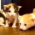 ヘソの尾がついたままの子猫たち…果たして生き残れるのか？Part2