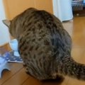 飼い主さんが猫を撮影しようと『声をかけた』次の瞬間…コントのような『ま…