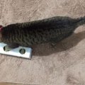 全盲の猫のためにおもちゃを手作り