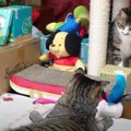 猫おもちゃに飽きちゃった！飼い主さんが魔改造したおもちゃをあげる…