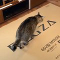 突然届いた『大きな箱』に猫たちが群がった結果…『てんやわんや』にな…