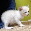 ぴえん顔の赤ちゃん猫→『4年後』になると……「しっかり面影がある」「気絶…