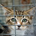 猫を捕獲する方法　準備や注意点について