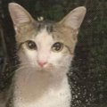 やせ細った姿で現れた野良猫を保護したら…驚くほど変化した『現在の様子』…