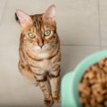 猫に『酸化したフード』を与えてはいけない理由5つ　起こりうるトラブルや…