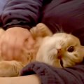 ママのことが大好きな猫→赤ちゃんのお世話の合間に甘えに来て…あまりにも…