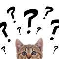 猫にまつわる難しい『カタカナ用語』3つ　あなたはいくつ分かりますか？