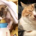 駐車場で鳴いていた子猫…成長し美しい三毛猫に成長！