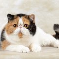 【獣医師監修】エキゾチックショートヘアってどんな猫？特徴や性格から飼…