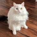 可愛らしい"白猫"かと思ったら…オッドアイと相まって『オシャレ…