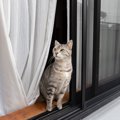『猫がいる部屋』では絶対にやってはいけない4つのこと　愛猫を危険な…