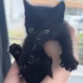 『子猫の声がする』と1本の電話→心配になり急いで向かった結果…"…