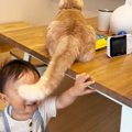 猫に『1歳の息子の子守り』を任せた結果…まさかの光景が尊すぎると3万6000…