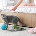 猫が『部屋を荒らす』ときの理由5つと対策