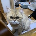 猫が飼い主の顔をじっと見てくる理由5つ