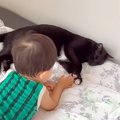 小さな男の子と一緒にお昼寝しようとする黒猫→ちょっかいを出されると…『…
