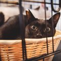 猫を飼うのに『ケージ』は必要なの？　5つの良い点・悪い点から上手な活用…