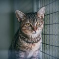 困っている猫を助けるためにできる8つのこと　ボランティアや募金…す…