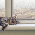 猫が『雨の日によく寝る』と言われる4つの理由　狩りをしている時代の…