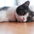 猫をぐったりと疲れさせてしまう『悪い飼育環境』の特徴4選　猫にはストレ…