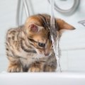 猫飼いあるある！まぬけな猫のおもしろ珍行動10連発