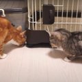 美味しい落とし物見つけた！諦めない猫ちゃん♪