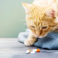 猫に『お薬』を飲ませる方法5つ！タイプ別のコツや注意点とは？