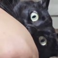 お父さんから『猫吸い』をされる黒猫→格好が…爆笑必至の『とんでもな…