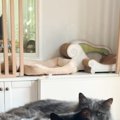 エアコンの風が一番当たるテーブルの上を見たら、『猫たち』が…まさか…