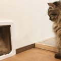 【話題】ココはこう！ペットドアを通れない兄猫を煽る弟猫に爆笑♡