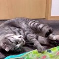 電動おもちゃが高速回転！無我夢中でじゃれる猫さんたちにご注目