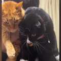 帰宅したお兄ちゃん→『2匹の猫』を抱っこすると……ほっこりする『ただ…