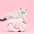 猫が飼い主にして欲しいことはある？密かに望んでいる4つのこと