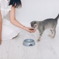 猫の薬はエサに混ぜても大丈夫？与え方や対処法