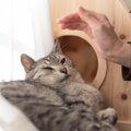 猫が『そっとしておいてほしい』ときに見せるサイン5選　どんな理由が考え…
