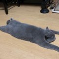 【話題】まるで生きてるみたいな猫の敷物ですね♡って本物です！