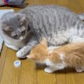 横になっていた先住猫→子猫が襲いかかってきた結果…想像を超える『可愛す…