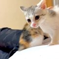 お腹の上で４匹の子猫が遊ぶので、『眠れない』かと思ったら…次の瞬間見せ…
