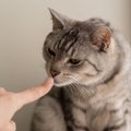 猫があなたの『ニオイを嗅ぎたがる』タイミング3選　何を確認している…