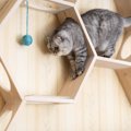 猫が幸せに暮らせる『良い家』とは？叶えてあげたい5つの条件　猫の習…