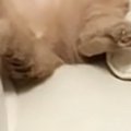 『預かった猫』が家に来て10日目→ソファの上を見ると…『まさかの光景』に1…